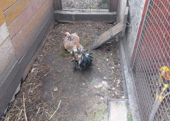 Grajewo ogłoszenia: Sprzedam parę czubatek i parę kochinków miniaturowych.  Mogę...